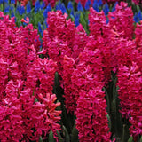 Bulbi Zambile Jan Bos, cu flori rosii-coral, set de 5 bulbi