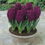 Bulbi Zambile Woodstock, cu flori violet profund, set de 5 bulbi