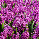 Bulbi Zambile Purple Voice, set de 5 bulbi cu flori mov intens, parfum puternic, rezistenti la frigde
