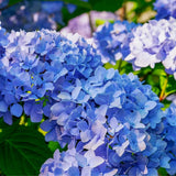 Hortenzia 'Early Blue' – intenzív kék gömb virágzatú kerti cserje