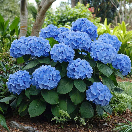 Hortenzia 'Early Blue' – intenzív kék gömb virágzatú kerti cserje