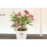 Hortensia de gradina Ruby Annabelle, cu flori rosii-rubiniu