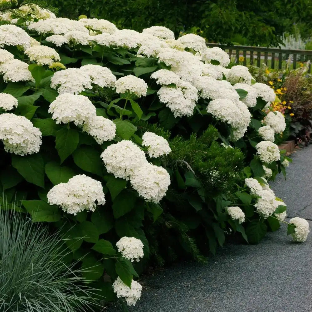 Hortensie de gradina Annabelle, cu flori albe uriase sferice, inflorire lunga, crestere rapida