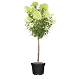 Hortensie de gradina Annabelle Tip Copacel, cu flori mari, sferice, rezistenta, decor de gradina