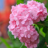 Hortensie de gradina Bouquet Rose, cu flori roz, decorativ inflorire vara