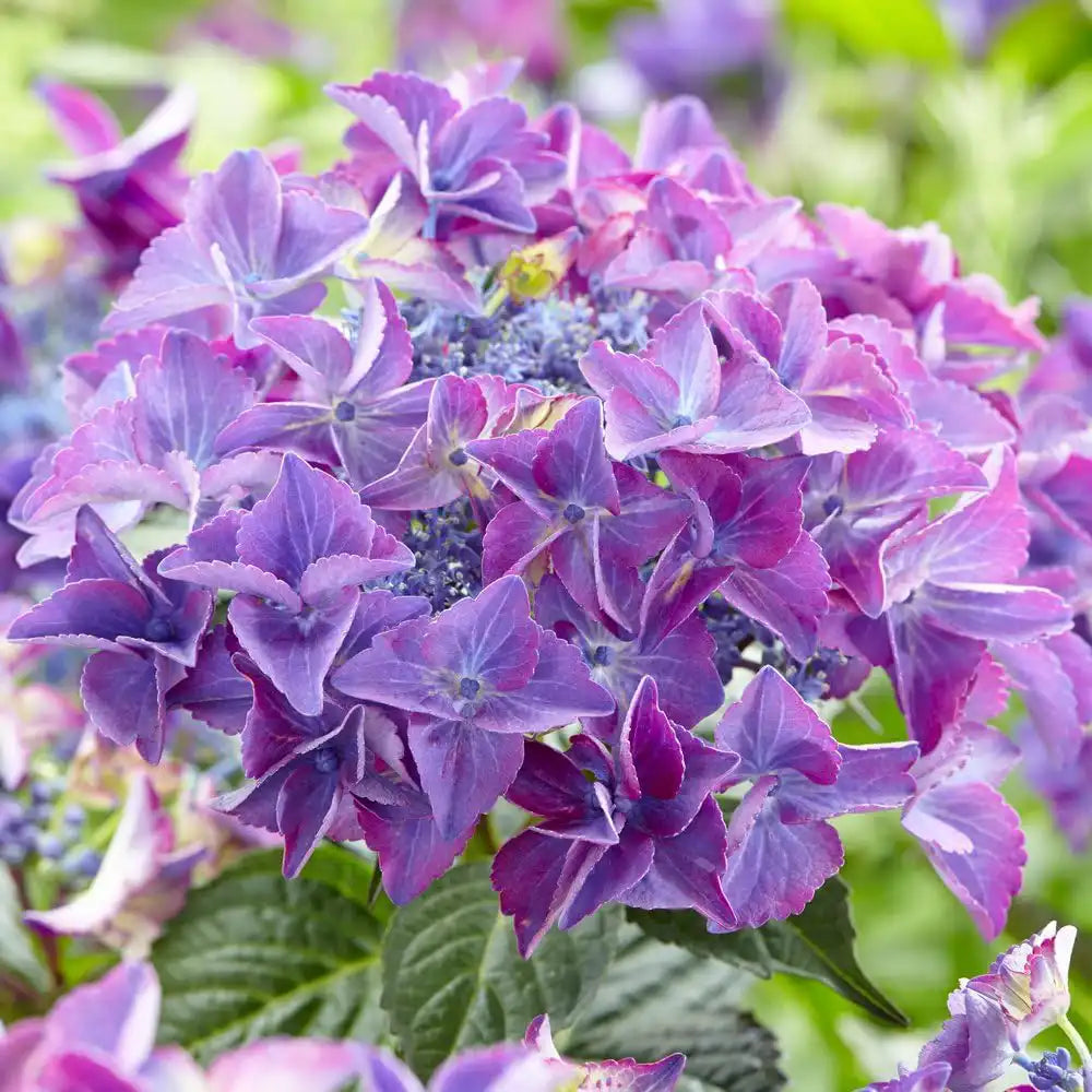 Hortensie de gradina Black Diamond Dark Angel Purple, frunze inchise, flori mov, eleganta si rezistenta