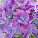 Hortensie de gradina Black Diamond Dark Angel Purple, frunze inchise, flori mov, eleganta si rezistenta