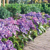 Hortensie de gradina Black Diamond Dark Angel Purple, frunze inchise, flori mov, eleganta si rezistenta