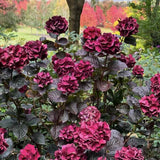 Hortensie de Gradina Merveille Sanguine, cu flori bordo-roz spectaculoase si frunzis purpuriu-verde, soi exclusiv
