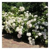 Hortensie de Gradina Schneeball, cu flori albe sferice mari