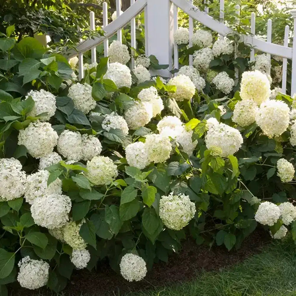 Hortensie de Gradina Schneeball, cu flori albe sferice mari