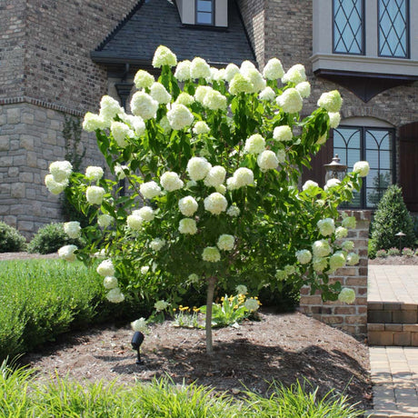Hortensie de gradina Annabelle Tip Copacel, cu flori mari, sferice, rezistenta, decor de gradina