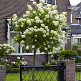 Hortensie de gradina Annabelle Tip Copacel, cu flori mari, sferice, rezistenta, decor de gradina