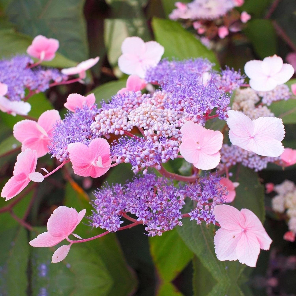 Hortensia Hot Chocolate