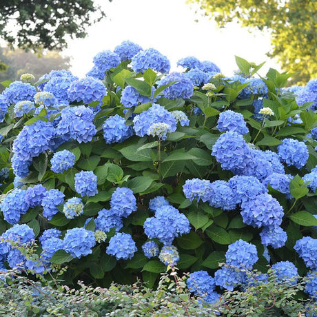 Hortensia de gradina Endless Summer Love, cu flori albastre