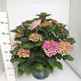 Hortensie de gradina Black Diamond Red Angel, flori rosii, frunze inchise, soi exclusiv si elegant