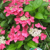 Hortensie de Gradina Strawberries and Cream, bicolora, flori roz-alb bogate, rezistenta, raritate
