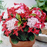 Hortensie de Gradina Strawberries and Cream, bicolora, flori roz-alb bogate, rezistenta, raritate