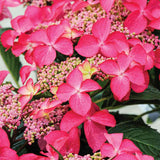 Hortensie de Gradina Strawberries and Cream, bicolora, flori roz-alb bogate, rezistenta, raritate