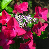 Hortensie de Gradina Strawberries and Cream, bicolora, flori roz-alb bogate, rezistenta, raritate
