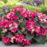 Hortensie de Gradina Strawberries and Cream, bicolora, flori roz-alb bogate, rezistenta, raritate