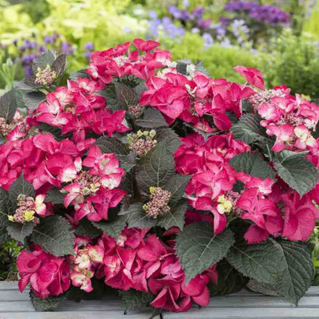 Hortensie de Gradina Strawberries and Cream, bicolora, flori roz-alb bogate, rezistenta, raritate