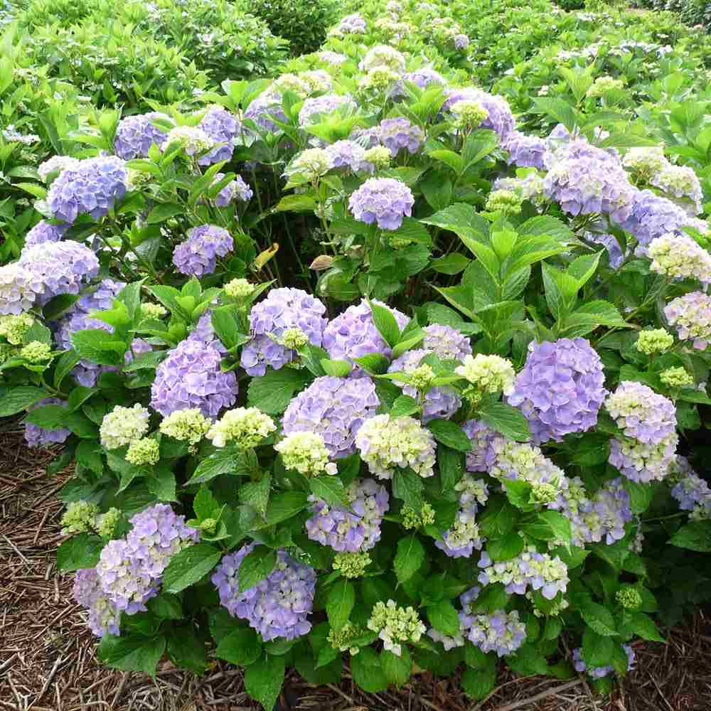 Kerti hortenzia ‘Gertrud Glahn’ (Hydrangea macrophylla), nagy rózsaszín–kék virágokkal, színváltó díszcserje