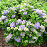 Kerti hortenzia ‘Gertrud Glahn’ (Hydrangea macrophylla), nagy rózsaszín–kék virágokkal, színváltó díszcserje