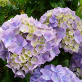 Kerti hortenzia ‘Gertrud Glahn’ (Hydrangea macrophylla), nagy rózsaszín–kék virágokkal, színváltó díszcserje