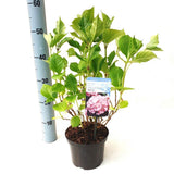 Kerti hortenzia ‘Gertrud Glahn’ (Hydrangea macrophylla), nagy rózsaszín–kék virágokkal, színváltó díszcserje