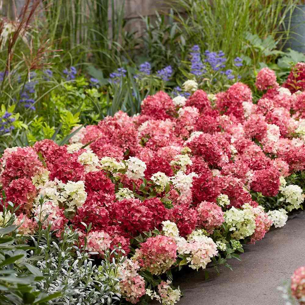 Hortensie de gradina Groundbreaker Blush Ruby, hortensie pitica cu flori rosii-crem parfumate, joc de culori, rezistenta la frig, acoperitoare de sol
