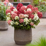 Hortensie de gradina Groundbreaker Blush Ruby, hortensie pitica cu flori rosii-crem parfumate, joc de culori, rezistenta la frig, acoperitoare de sol
