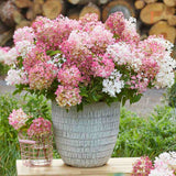 Hortensie de gradina Groundbreaker Blush, hortensie pitica cu flori roz-crem parfumate, joc de culori, rezistenta la frig, acoperitoare de sol