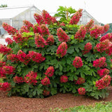 Hortensie de gradina Ruby Slippers, hortensie foioasa compacta flori roz-rosii, frunzis decorativ in forma de stejar