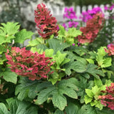Hortensie de gradina Ruby Slippers, hortensie foioasa compacta flori roz-rosii, frunzis decorativ in forma de stejar