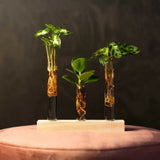 Kit complet "prima mea planta hidroponica'', cutie cadou plante hidroponice, set decorativ cu 3 pahare si suport din lemn, crestere fara pamant, pentru incepatori