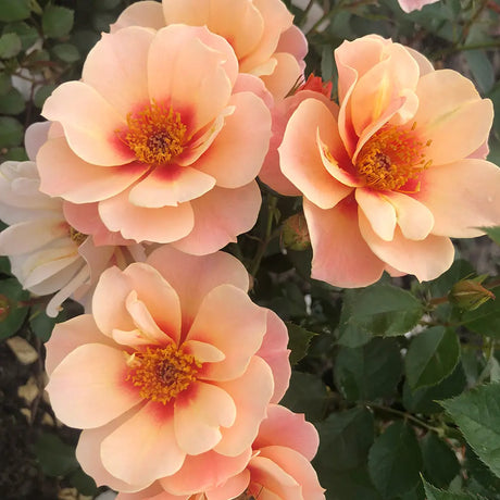 Trandafir Floribunda cais See you in Apricot, cu inflorire repetata