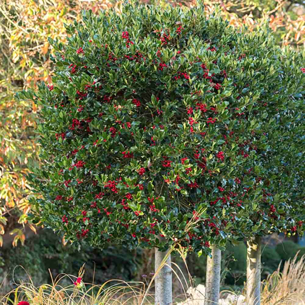 Laur Japonez (Ilex) Alaska Tip Copacel, vesnic verde, fructe rosii decorative, decor de iarna