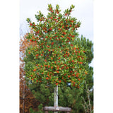 Laur Japonez (Ilex) Nellie R. Stevens, copac ornamental vesnic verde cu fructe rosii decorative, crestere rapida