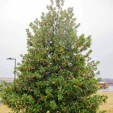 Laur Japonez (Ilex) J.C. van Tol, Vesnic Verde, Rezistent la Inghet, crestere piramidala