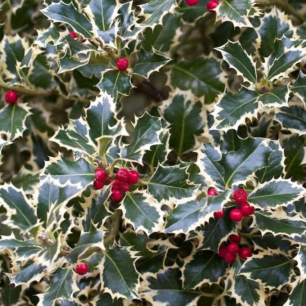 Magyal Ilex aquifolium 'Silver Queen' – krémszegélyű örökzöld díszcserje