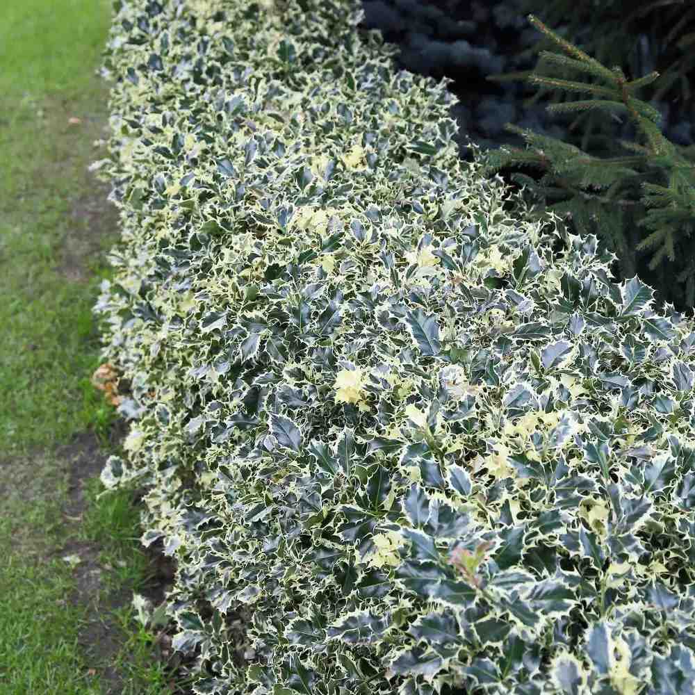 Magyal Ilex aquifolium 'Silver Queen' – krémszegélyű örökzöld díszcserje