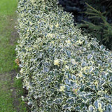 Magyal Ilex aquifolium 'Silver Queen' – krémszegélyű örökzöld díszcserje