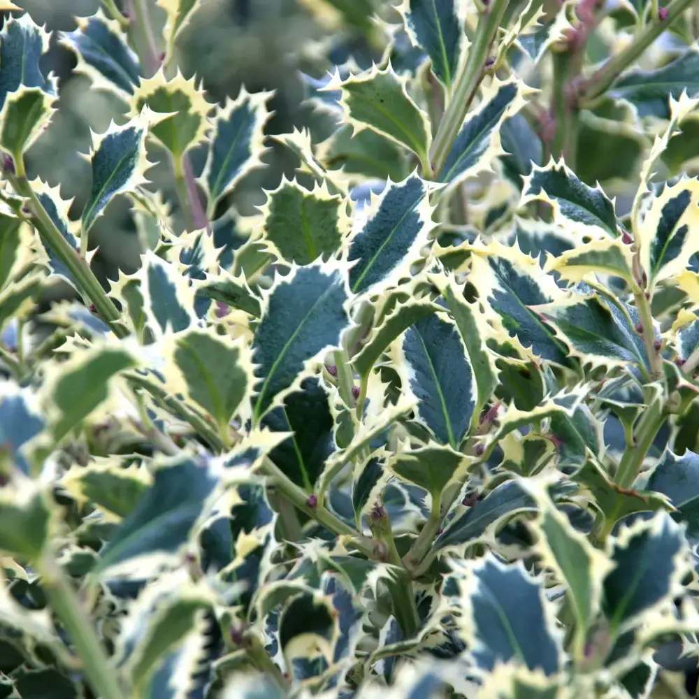 Magyal Ilex aquifolium 'Silver Queen' – krémszegélyű örökzöld díszcserje