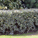 Magyal Ilex aquifolium 'Silver Queen' – krémszegélyű örökzöld díszcserje