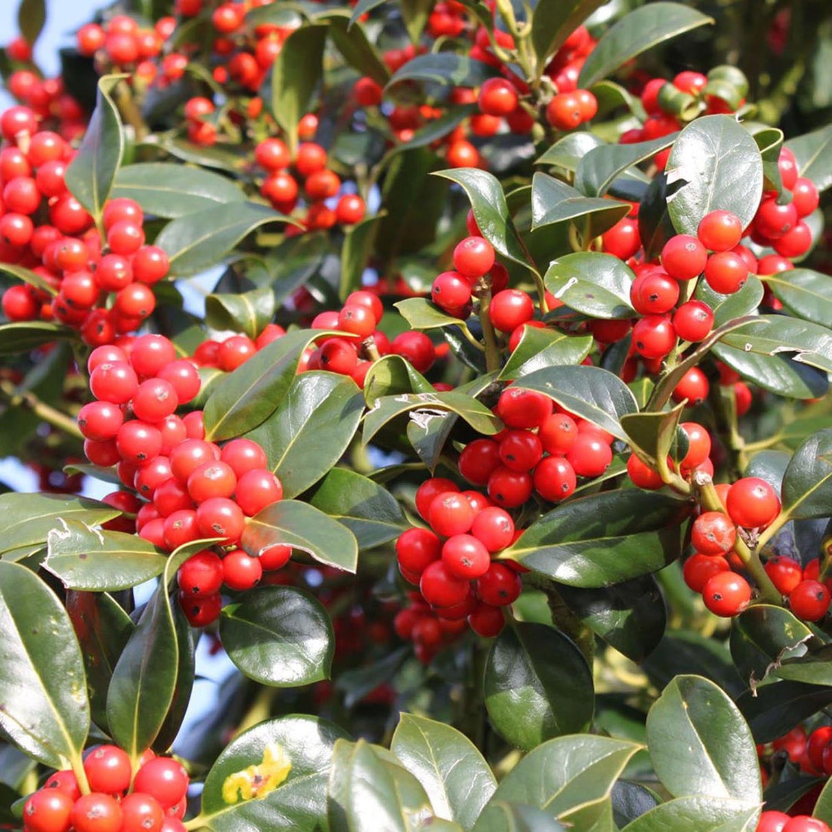 Laur Ilex Golden Van Tol