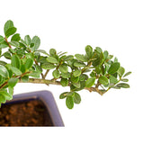 Bonsai Ilex crenata – örökzöld japán stílusú dísznövény, bel- és kültérre – 30 cm