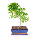 Bonsai Ilex crenata – örökzöld japán stílusú dísznövény, bel- és kültérre – 30 cm