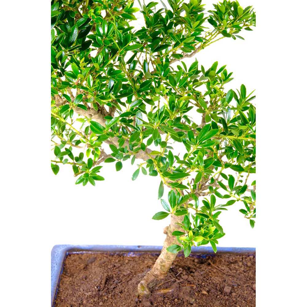 Bonsai Ilex crenata – örökzöld japán stílusú dísznövény, bel- és kültérre – 30 cm