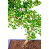 Bonsai Ilex crenata – örökzöld japán stílusú dísznövény, bel- és kültérre – 30 cm